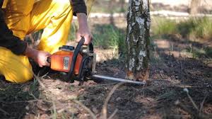 Best Seasonal Cleanup (Spring/Fall)  in Spout Springs, NC