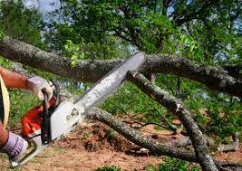 Professional  Tree Services in Spout Springs, NC