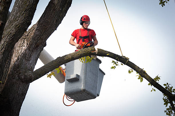 Best Tree Cabling and Bracing  in Spout Springs, NC