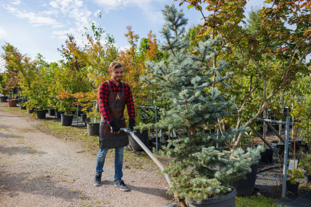 Why Choose Our Tree Removal Services in Spout Springs, NC?